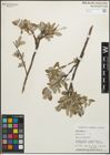 Foto von Salix glauca L.
